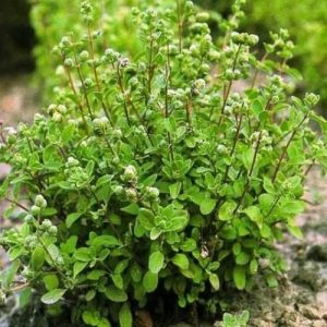 Gói 100  hạt giống Marjoram Kinh Giới Ngọt