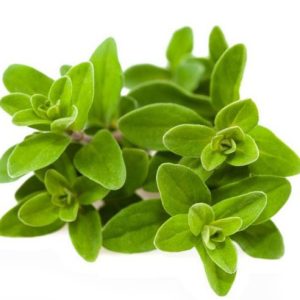 Gói 100  hạt giống Marjoram Kinh Giới Ngọt