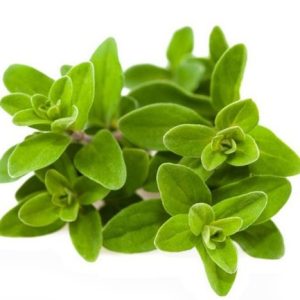 Gói 100  hạt giống Marjoram Kinh Giới Ngọt