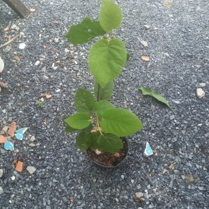 [Cây giống] Kiwi chịu nhiệt ruột vàng gốc chiết nhanh cho trái