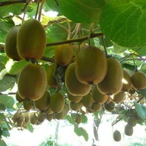 Gói 30 hạt giống KIWI ruột xanh