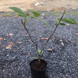 [Cây giống] Kiwi chịu nhiệt ruột vàng gốc chiết nhanh cho trái