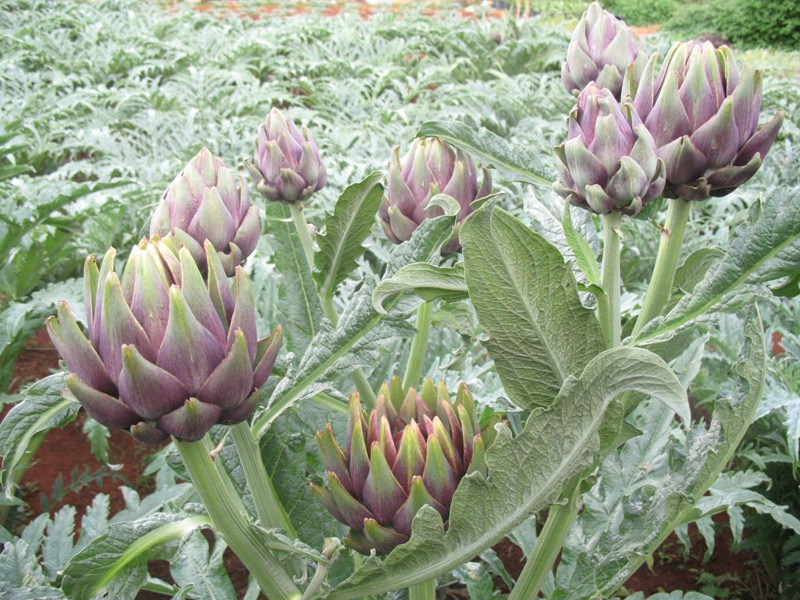 ky-thuat-trong-cay-atiso-don-gian-cho-nang-suat-loi-nhuan-cao-03-1 Gói 1GR hạt giống Atiso Đà Lạt - Bông Tím