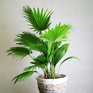 Cây giống Cây kè Nhật (cọ Nhật) - CayGiongTot