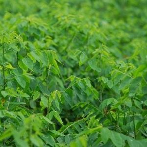 Gói 0.2GR hạt giống Rau Bồ Ngót