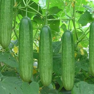 Gói 1g hạt giống dưa leo