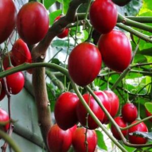 Cây giống cà chua thân gỗ Tamarillo (Magic-S)