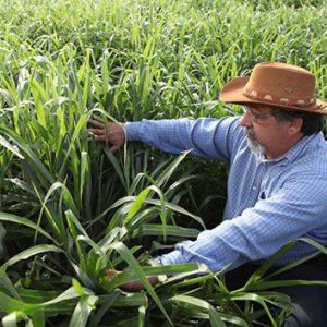 Gói 1KG hạt giống Cỏ Sả Mulato 2