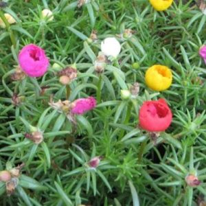 combo 100 cành giống hoa Mười Giờ (10h) Thái kép mix đủ 10 màu (khoảng nửa ký)