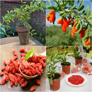 Cây giống Câu Kỷ Tử - Giống dược liệu chịu nhiệt dễ trồng, khoảng 1,5 năm cho trái