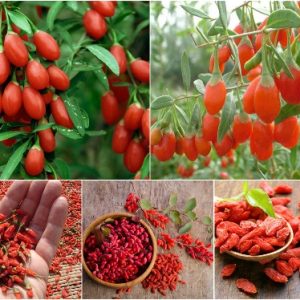 Cây giống Câu Kỷ Tử - Giống dược liệu chịu nhiệt dễ trồng, khoảng 1,5 năm cho trái