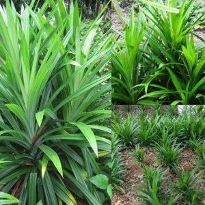 Cây giống Cây Lá Dứa (lá nếp) - CayGiongTot