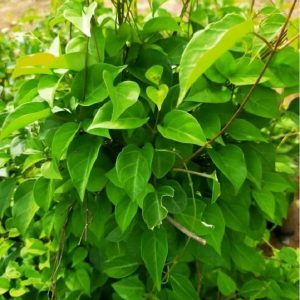 Chậu cây lá giang sum suê