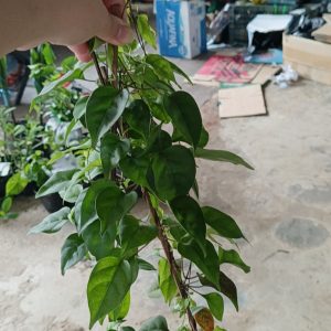 Chậu cây lá giang sum suê