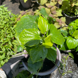 Chậu cây lá lốt