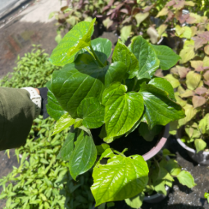 Chậu cây lá lốt