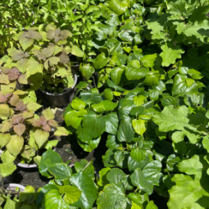 Chậu cây lá lốt