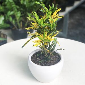 Cây giống dây khoan (cây lá màu) - CayGiongTot