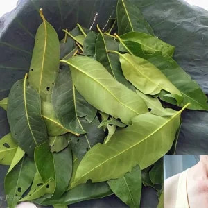 1kg lá vối tươi giải nhiệt cho cơ thể, mát gan, lợi tiểu, giảm cân