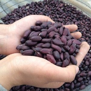 Gói 20 hạt giống lạc đen - đậu phộng đen Nhật Bản giống mới năng suất cao