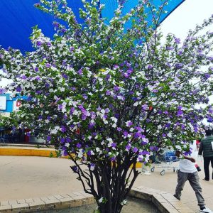 Chậu cây hoa Nhài (Lài) Nhật trưởng thành tán sum ra hoa quanh năm - hoa chuyển từ màu tím sang hồng và trắng