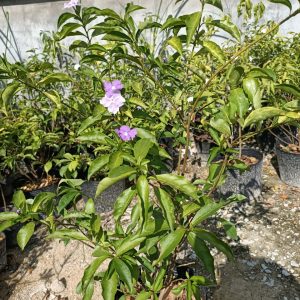 Chậu cây hoa Nhài (Lài) Nhật trưởng thành tán sum ra hoa quanh năm - hoa chuyển từ màu tím sang hồng và trắng