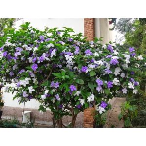 Chậu cây hoa Nhài (Lài) Nhật trưởng thành tán sum ra hoa quanh năm - hoa chuyển từ màu tím sang hồng và trắng