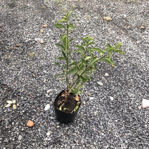 Cây giống hoa Nhài (Lài) Nhật hoa cực thơm - cây trưởng thành đang hoặc sắp cho hoa