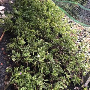 Chậu cây hoa Nhài (Lài) Nhật trưởng thành tán sum ra hoa quanh năm - hoa chuyển từ màu tím sang hồng và trắng