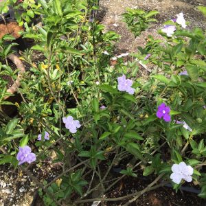 Chậu cây hoa Nhài (Lài) Nhật trưởng thành tán sum ra hoa quanh năm - hoa chuyển từ màu tím sang hồng và trắng