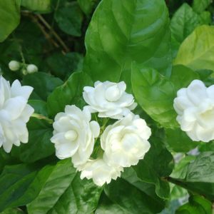 Cây hoa lài ta, cho hoa thơm trang trí sân vườn - Arabian Jasmine