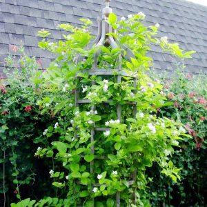 Cây hoa lài ta, cho hoa thơm trang trí sân vườn - Arabian Jasmine