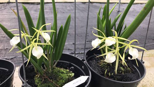 Chậu cây lan Brass - Nữ Hoàng Bóng Đêm  hoa TRẮNG