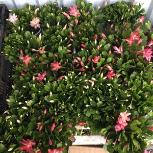 Chậu cây lan càng cua - lan nhật quỳnh - cây để bàn cho hoa rũ - Zygocactus truncates