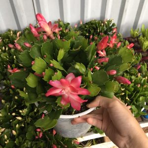 Chậu cây lan càng cua - lan nhật quỳnh - cây để bàn cho hoa rũ - Zygocactus truncates
