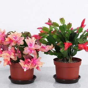 Chậu cây lan càng cua - lan nhật quỳnh - cây để bàn cho hoa rũ - Zygocactus truncates