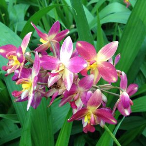 Cây lan chu đinh, lan lá cau - Cây có hoa đẹp - Cây cảnh quan, sân vườn - Giao cây sắp hoa