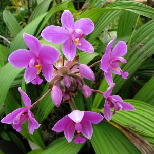 Cây lan chu đinh, lan lá cau - Cây có hoa đẹp - Cây cảnh quan, sân vườn - Giao cây sắp hoa