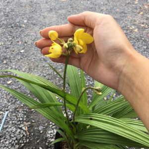 Cây lan chu đinh, lan lá cau - Cây có hoa đẹp - Cây cảnh quan, sân vườn - Giao cây sắp hoa