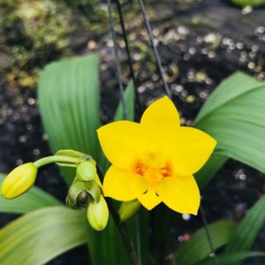 Cây lan chu đinh, lan lá cau - Cây có hoa đẹp - Cây cảnh quan, sân vườn - Giao cây sắp hoa