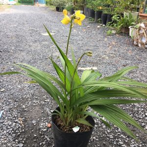 Cây lan chu đinh, lan lá cau - Cây có hoa đẹp - Cây cảnh quan, sân vườn - Giao cây sắp hoa