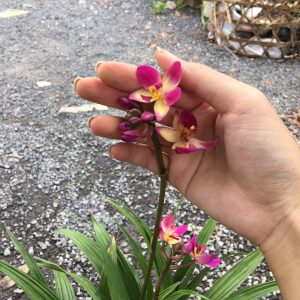 Cây lan chu đinh, lan lá cau - Cây có hoa đẹp - Cây cảnh quan, sân vườn - Giao cây sắp hoa