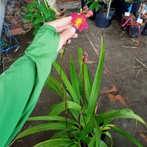 Chậu cây giống địa lan chu đinh màu đỏ rất hiếm