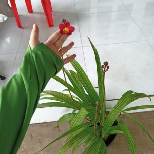 Chậu cây giống địa lan chu đinh màu đỏ rất hiếm