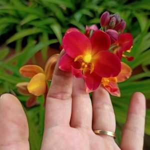 Chậu cây giống địa lan chu đinh màu đỏ rất hiếm