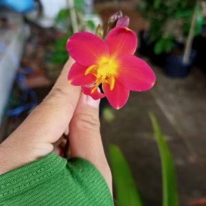 Chậu cây giống địa lan chu đinh màu đỏ rất hiếm