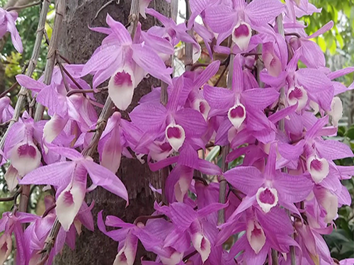 Cây giống lan Giả Hạc Pháp - kie 5-7cm khoẻ mạnh