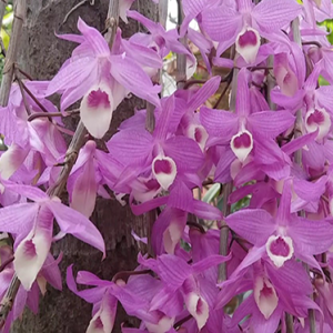 Cây giống lan Giả Hạc Pháp - kie 5-7cm khoẻ mạnh