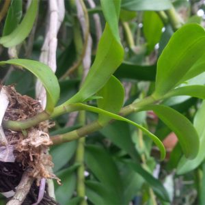 Cây giống lan Giả Hạc Pháp - kie 5-7cm khoẻ mạnh