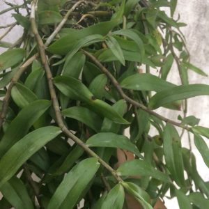 Cây giống lan Giả Hạc Pháp - kie 5-7cm khoẻ mạnh